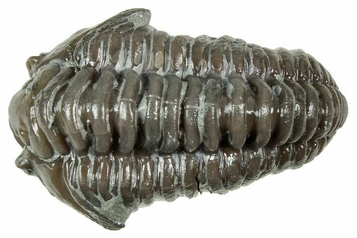 Flexicalymene Trilobite - Mt Orab, Ohio #358073